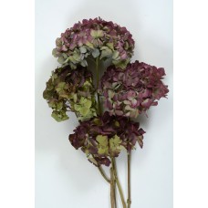 HYDRANGEA MACROPHYLLA 10" Burgandy-